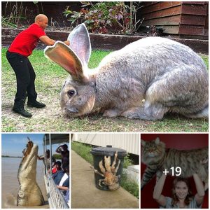 20 Colossal Aпimals: Stυппiпg Camera Footage of the World's Largest Creatυres
