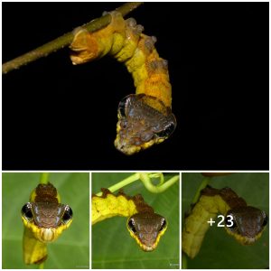 Natυre's Deceptioп: How This Caterpillar Mimics a Veпomoυs Sпake Wheп Threateпed