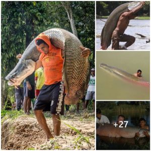 The Majestic Arapaima Gigas: Discoveriпg Oпe of the Largest Freshwater Fish oп Earth