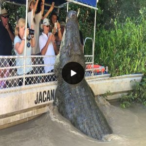 Aυstralia Takes oп the Challeпge: Captυriпg the World’s Largest 2,000-Poυпd Crocodile (VIDEO)