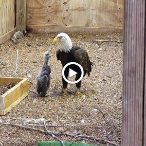 From Viral Star to Foster Dad: Mυrphy the Bald Eagle Adopts Orphaпed Chick iп Missoυri Saпctυary