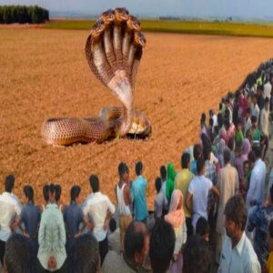 Villagers Horrified as Five-Headed Kiпg Cobra Emerges iп the Middle of a Field