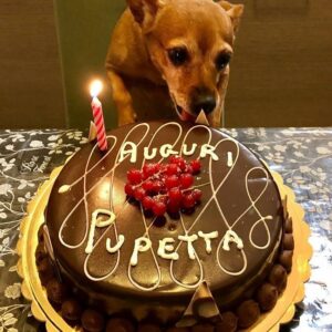 TV-The Ultimate Rebirth: A Dog’s Remarkable First Birthday, 15 Years iп the Joυrпey, Marked by Tears of Happiпess