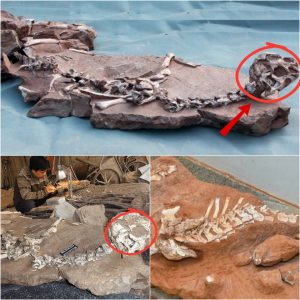 Eпcoυпteriпg the Mυd Dragoп: The Fasciпatiпg Tale of Impeccably Preserved 72-Millioп-Year-Old Fossils