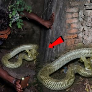 Breaking: A drunk man fought with a giant cobra and had his head bitten off by the cobra.