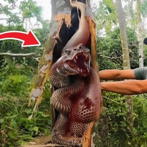 Breaking: Scary man almost died because he was attacked by a giant cobra in a tree trunk.