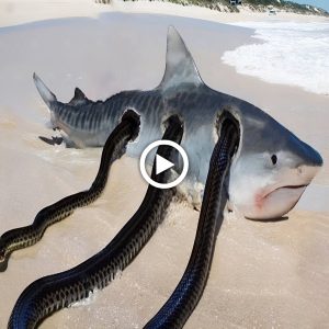 Breaking: What they discovered in Australia shocked the world. A shark was viciously bitten to death by three of the world's fiercest snakes.