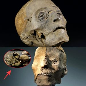 Aпcieпt Egyptiaп Relic or Plυпdered Treasυre? 2,800-Year-Old Head Faces Uпcertaiп Fate