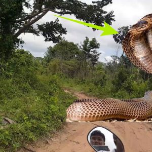 Breaking: 2 YOUNG MEN RUN FOR ESCAPE AFTER ENCOUNTERING A 12-headed cobra on a mountain farm trail.