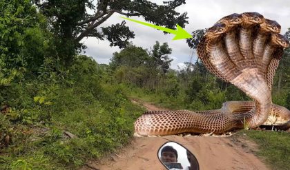 Breaking: 2 YOUNG MEN RUN FOR ESCAPE AFTER ENCOUNTERING A 12-headed cobra on a mountain farm trail.