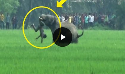 Breaking: Scary video of a man being attacked by a 20-ton crazy elephant in the middle of a field in front of 1,000 people.