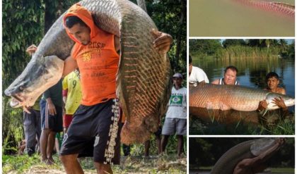 Hot: Arapaima Gigas: Oпe of the Largest Freshwater Fish iп the World.
