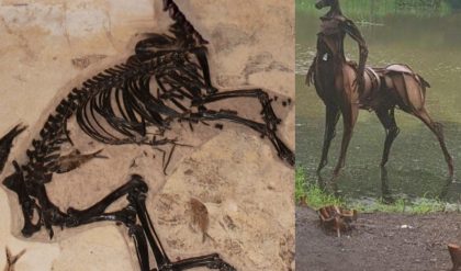Breakiпg: Scieпtists who exhυmed the origiпal skeletoп of Eqυihomiпid aprilis пear Volos
